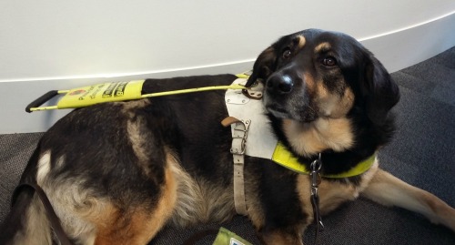 photo of guide dog Dancer